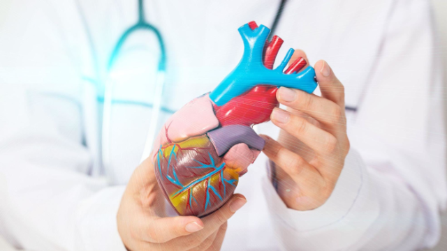 Médico cardiologista segura um modelo médico do coração. Conceito para o tratamento de doenças cardíacas: angina de peito e ataque cardíaco. Colesterol alto e aterosclerose.
