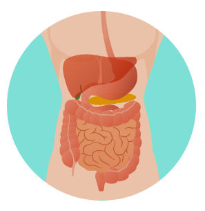 Símbolo de corpo com sistema digestivo em evidência
