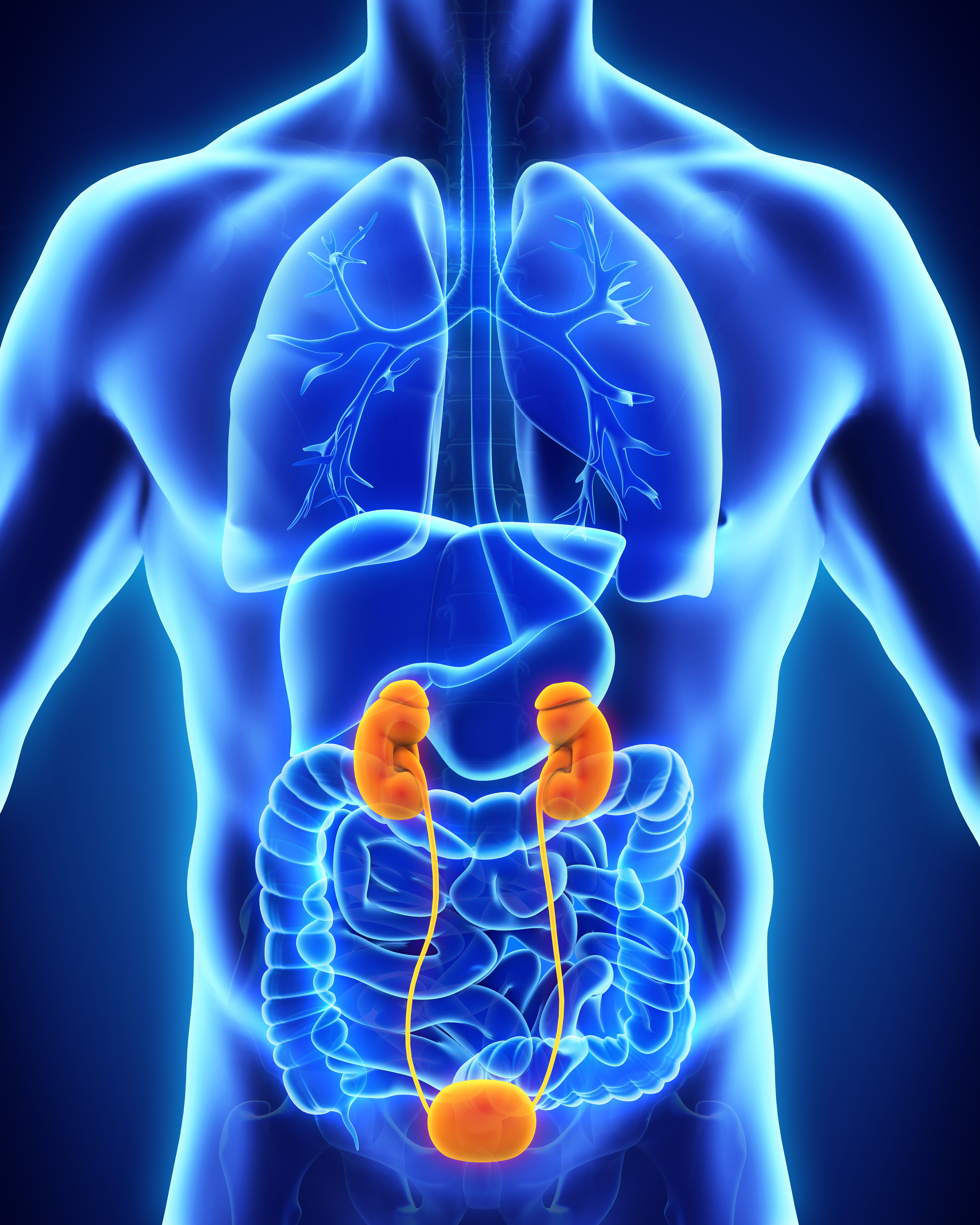 Imagem 3D do sistema urinário ressaltando rins e bexiga 