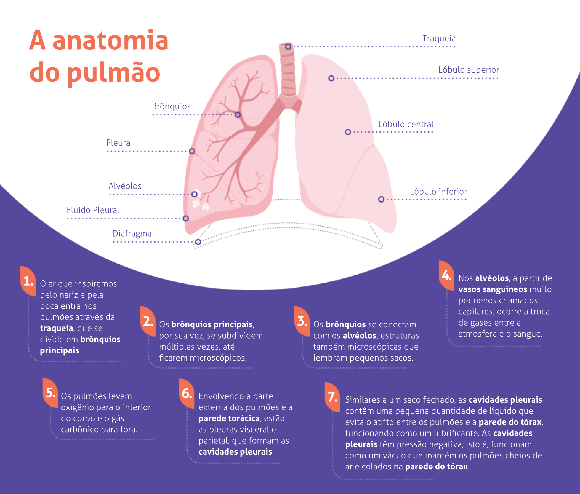 A anatomia do pulmão